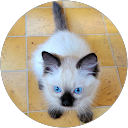 Photo de profil de marie-helene beaulieu P.